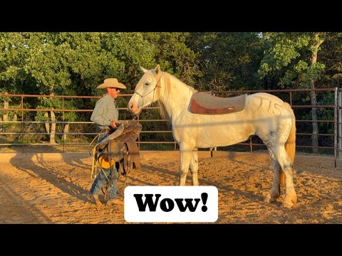 How to saddle a Tough horse for the First Time