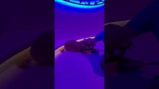 We found Sailor on Star of the Seas!