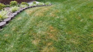 RESULTS - TREATING PYTHIUM WITH FUNGICIDE