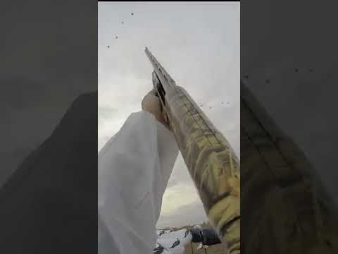 Duck Flock with Late Drop