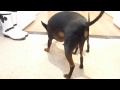 Terrier Inglés de Juguete Negro y Fuego - English Toy Terrier Max and Monte who dares wins