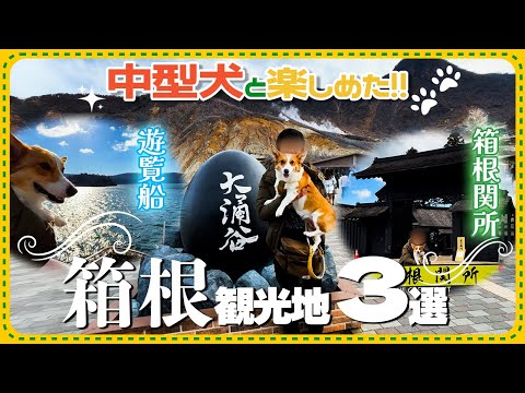 中型犬と楽しめる箱根観光スポット3選（大涌谷・箱根関所・遊覧船）