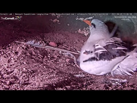 White-tailed Tropicbird Goes Live! Chick Pops Out For Feeding – April 29, 2021