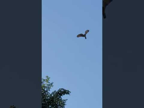 Oriental Honey buzzard   at our house