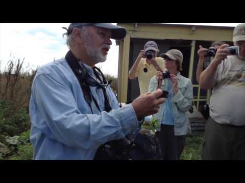 Leach's Storm Petrel