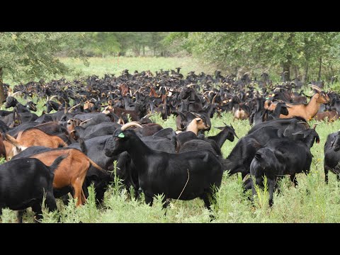 A Truckload Of Goats Is Here!