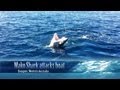 Mako Shark Attacks Boat Mp4