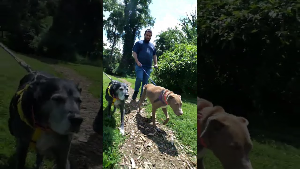 Ronnie, a Adoptable Mixed Breed in Baltimore, MD video 6/6