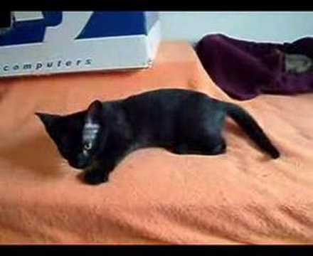 Frida, GV de Cascais, adoptada!