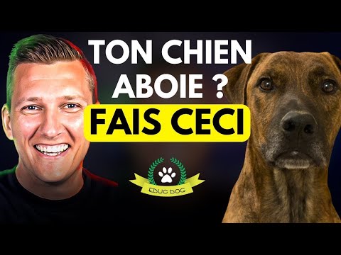 Chien qui aboie : la solution pour l'empêcher d'aboyer - EDUC DOG