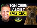 Chien Qui Aboie La Solution Pour L Empêcher D Aboyer EDUC DOG