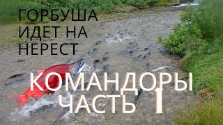 Рыбалка на острове беринга