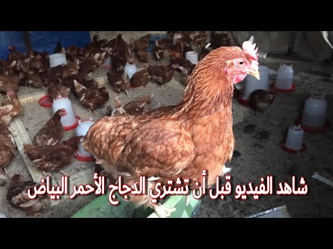 , title : 'كيف تختار الدجاج الجيد لنتائج البيض | معلومات مهمه قبل أن تشتري الدجاج الأحمر البياض ٢٠٢١'