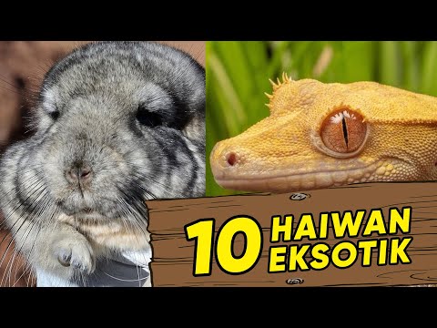 10 Haiwan Eksotik Yang Boleh Dibela 10 Haiwan Eksotik Yang Boleh Dibela
