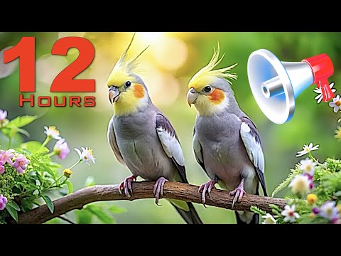 12 Hours of Mixed Male and Female Cockatiel Sounds