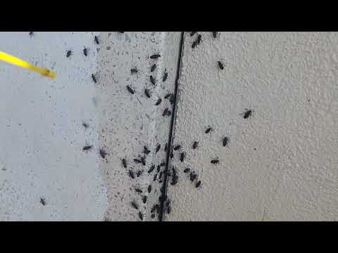 Boxelder Bugs Sunning Themselves on the Side of the Home in Beach Haven, NJ