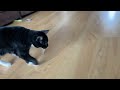 Is A Rubber Band The Greatest Cat Toy