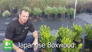 Japanese Boxwood - Archer Services