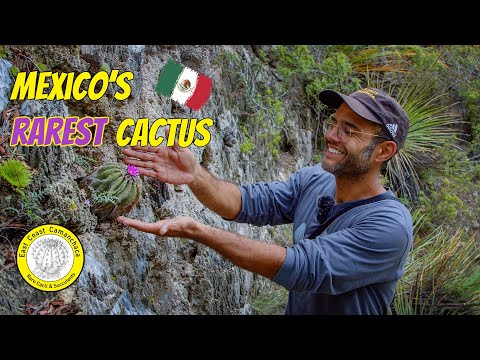Cactus in habitat: Aztekium hintonii (Full Documentary)