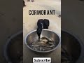 Cormorant Eating Whole Fish Shorts