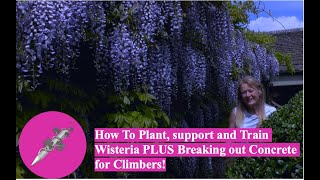 How To Plant, support and Train Wisteria PLUS Breaking out Concrete for Climbers!