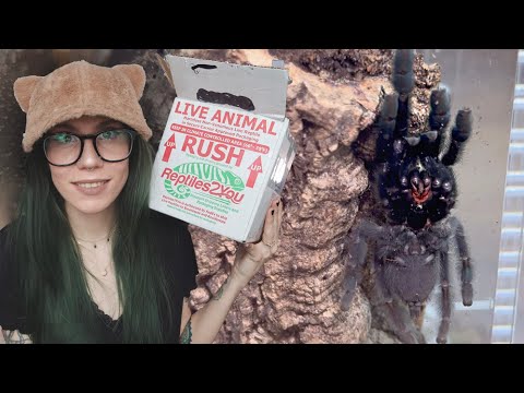 Beautiful, DARK & MEAN as HECK! Tarantula Unboxing + some VERY special slings