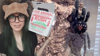 Beautiful, DARK & MEAN as HECK! Tarantula Unboxing + some VERY special slings