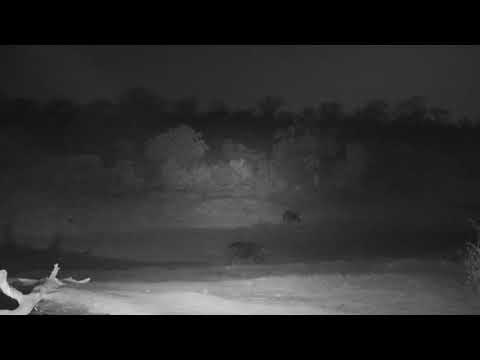 Djuma: Two Hippos leaving the pan - 20:30 - 09/15/19