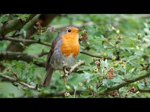One Hour Relaxing Birdsong: European Robin