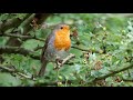 One Hour Relaxing Birdsong: European Robin