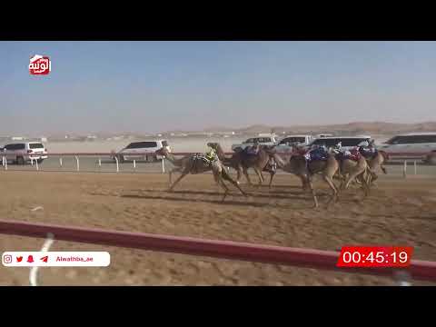  ش 23 (الذيبة) لـ محمد سعيد بن مبارك المنصوري 1:47 , شارة الصندوق 2026/2/14 فطامين الروضة