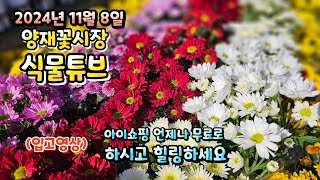 24년 11월 8일 양재꽃시장 식물튜브  입고영상 시청 하시면서 힐링타임 되시길 바라겠습니다~~ #양재꽃시장…