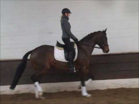 QUICKGIRL 4j. v. Quickcheck (Quidam de Revel) - Salito VB 7.000,- Euro