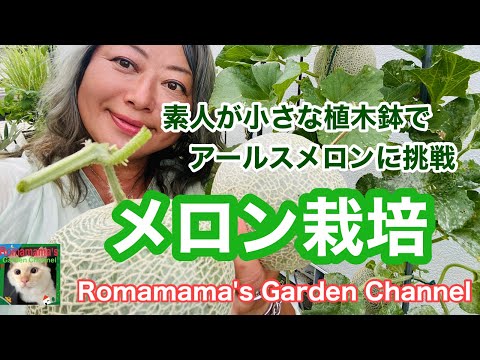 庭でメロンが熟す時期を知る方法