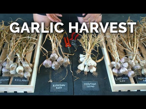 How to Grow Garlic Part 1 Varieties Soil Prep and Planting