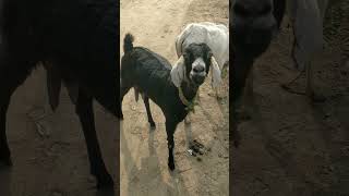 Animal funny sounds #funny #cow #cowsound #ytshorts #goat #goatsound #shorts #cat #catsounds #cows