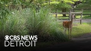 Beverly Hills considers cull, trapping for deer overpopulation
