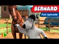 Bernard Bear - 133 - Dressage