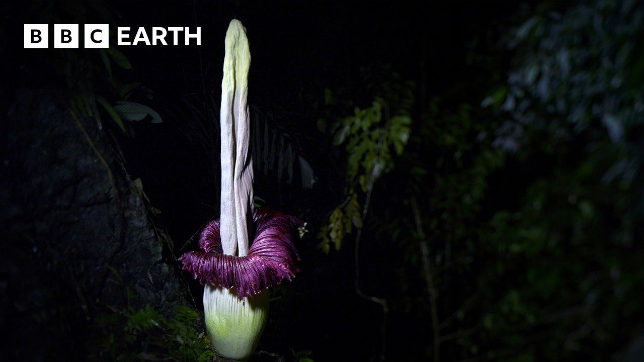 The Strangest Flower on Earth | The Making of Asia | BBC Earth