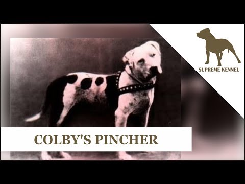 A HISTÓRIA DE COLBY’S PINCHER