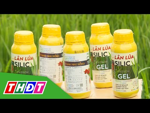 GIẢI PHÁP CỨNG CÂY - LÂN LÚA SILIC