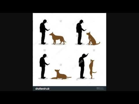 happy dog Lanka, kandana,  dog training and daycare