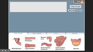 Digestive System Gizmo Walkthrough
