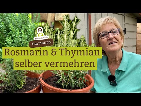 Propagating thyme and rosemary from cuttings | Herb garden