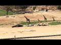 Riding On The Africa Tram In The San Diego Zoo Safari Full Ride