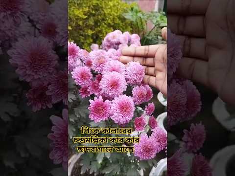 Pink Chrysanthemum Bliss: A Floral Delight #garden #flowers #trending #shorts #viralvideo