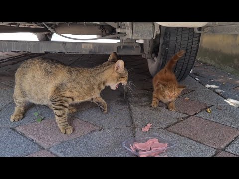 Hungry Mother Cat beats the Kitten by not sharing its food even with her own Kitten.
