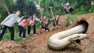 Download lagu Enam pemburu pemberani menggali masuk ke dalam gua dan menangkap dua ekor ular piton putih raksasa. mp3 Download lagu Enam pemburu pemberani menggali masuk ke dalam gua dan menangkap dua ekor ular piton putih raksasa. mp3