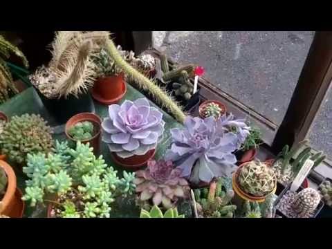 , title : 'How to care for & grow Echeveria Succulent plants