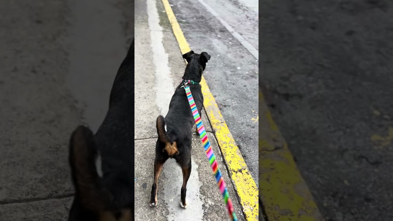 Enlarge MACI, a Adoptable mixed breed in Langley, BC video 6/6